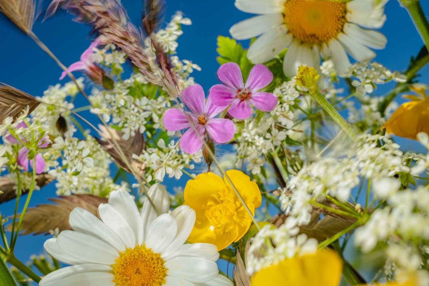 Daisies, herb Robert, buttercups, and cow parsley in May light. Birdsong at mrv23.photography/walk-in-summer.