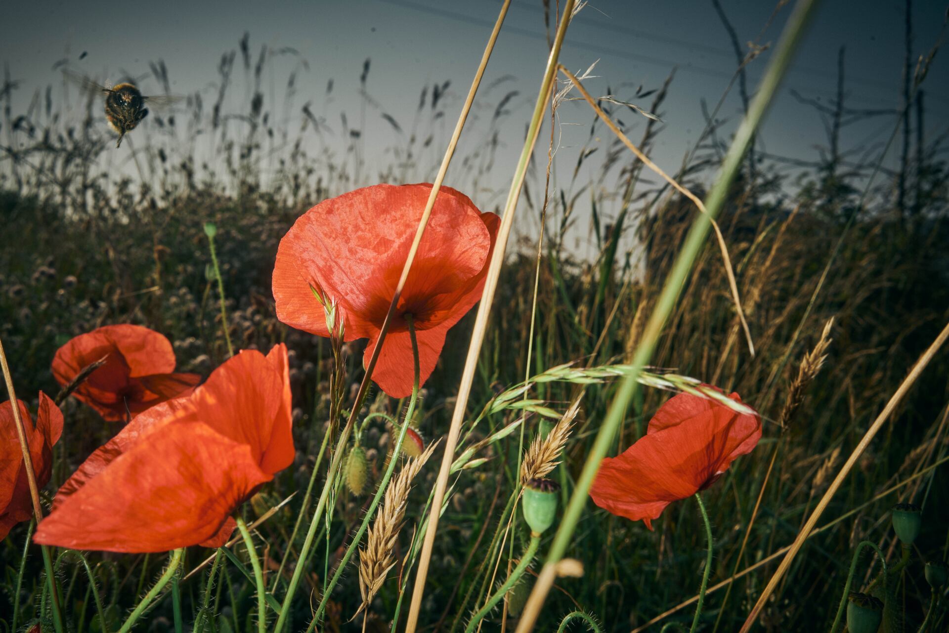 Nuclear Summer, nature photography featuring red poppies and a flying bee posing for the camera @Oana Baković, 2021.