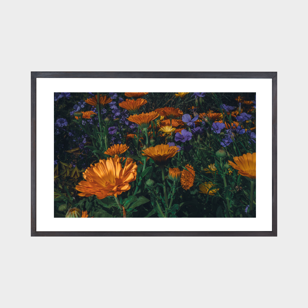 Fata Morgana, contemporary floral photography featuring Calendula Officinalis & Geranium pratense @Oana M. Baković, 2022.