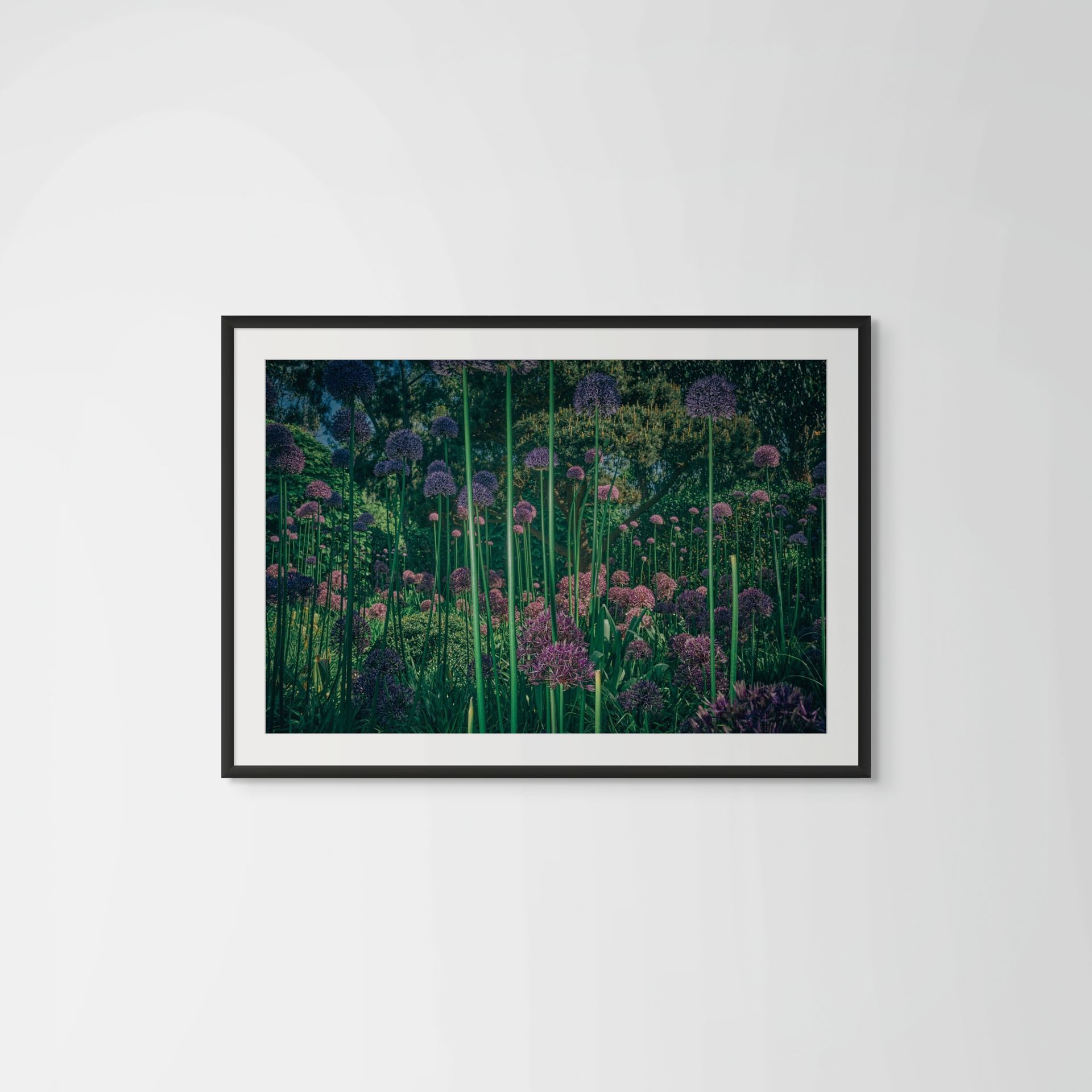 Intergalactic, award-winning nature photography featuring Allium hollandicum @Oana M. Baković - Fine Art Photography, 2021.