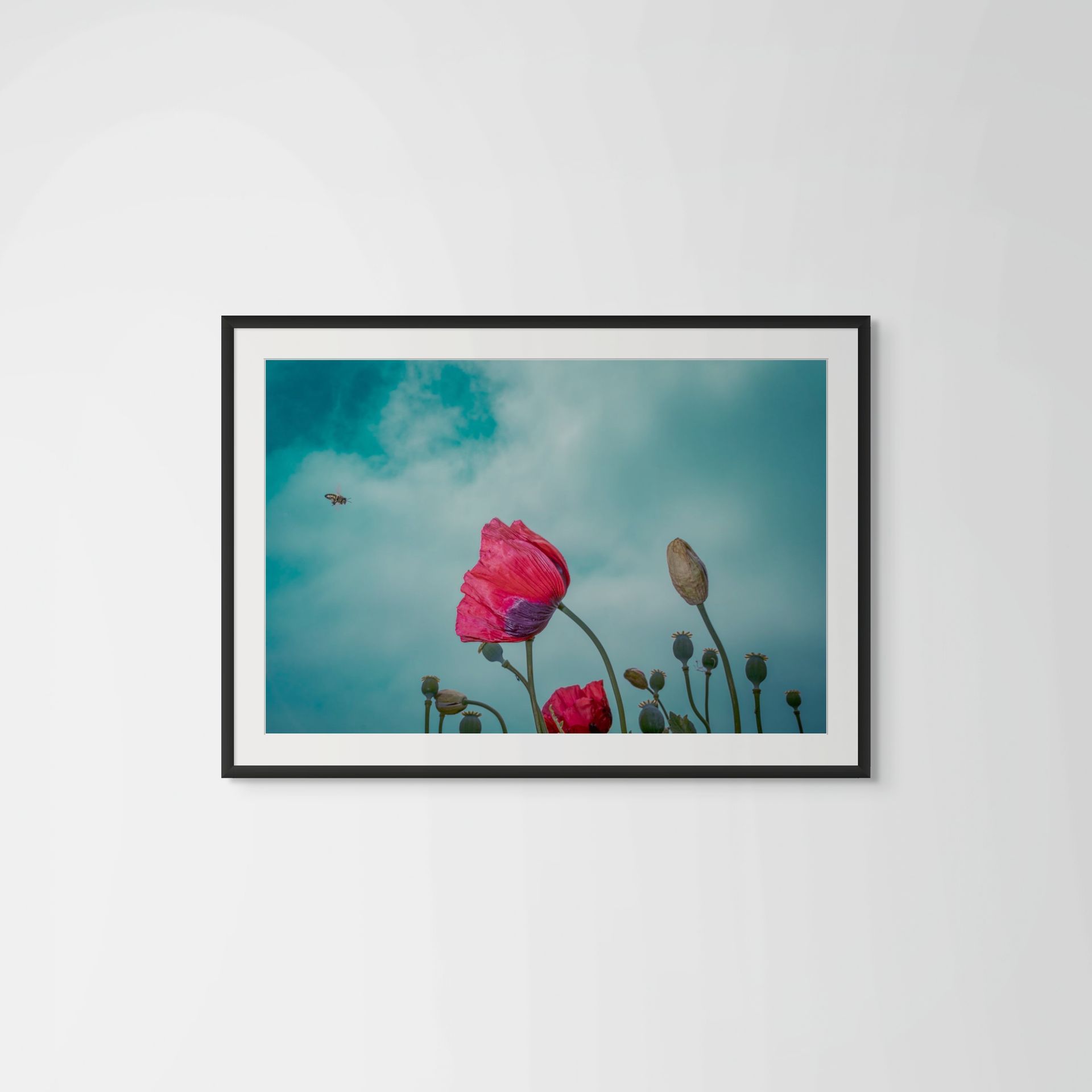 Major Tom, floral photography featuring Papaver somniferum @Oana M. Baković - Fine Art Photography, Dungeness, 2022.