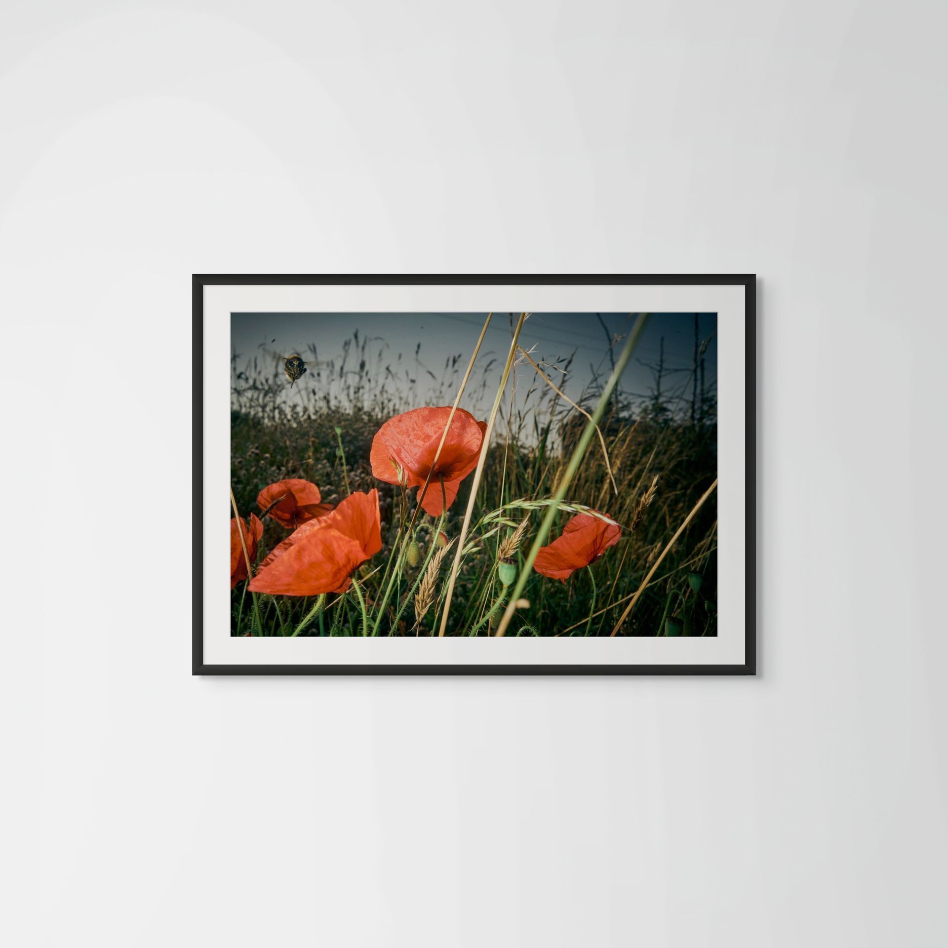 Nuclear Summer, nature photography featuring red poppies and a flying bee posing for the camera @Oana Baković, 2021.