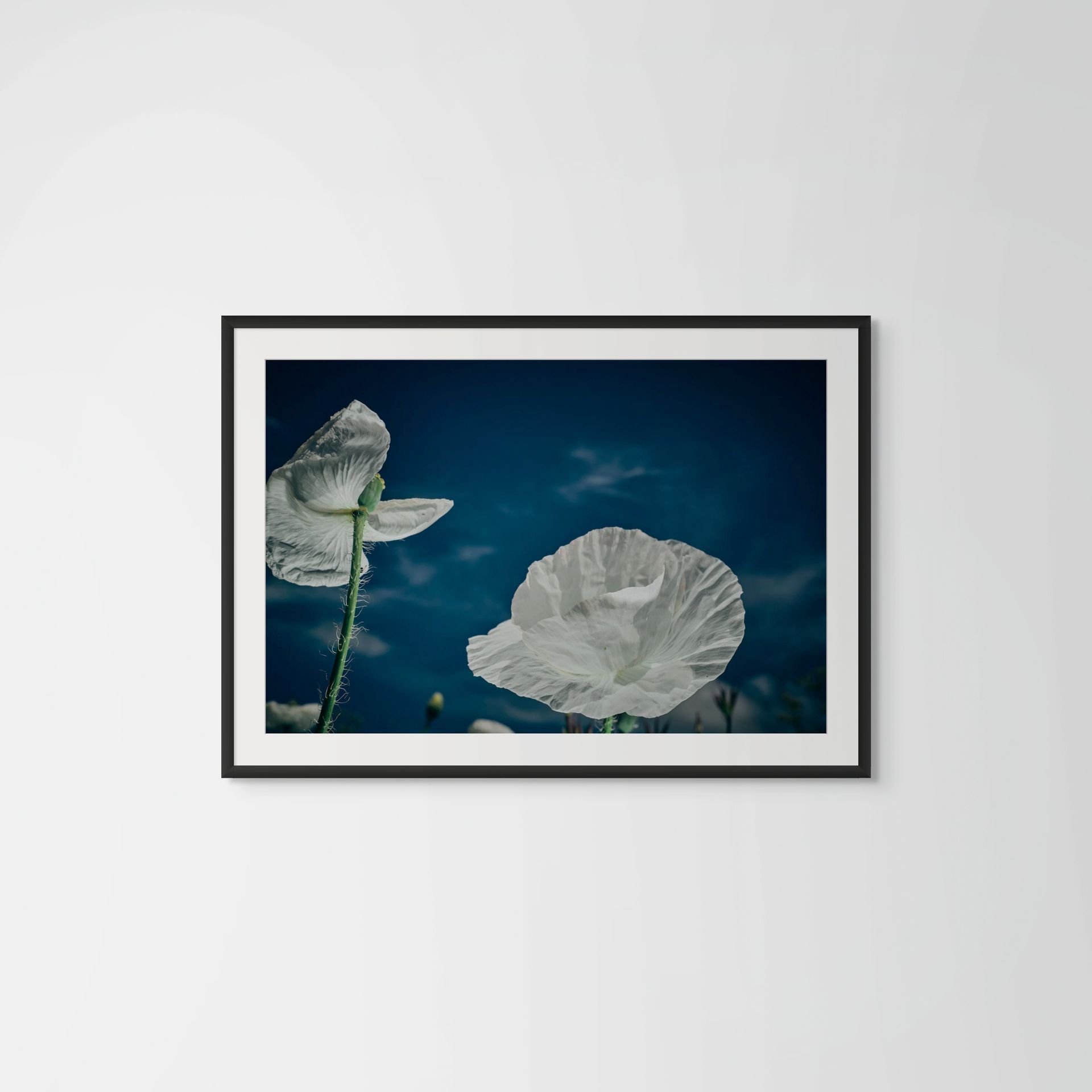 One Of A Kind - framed simulation of fine art photography by Oana M. Baković.