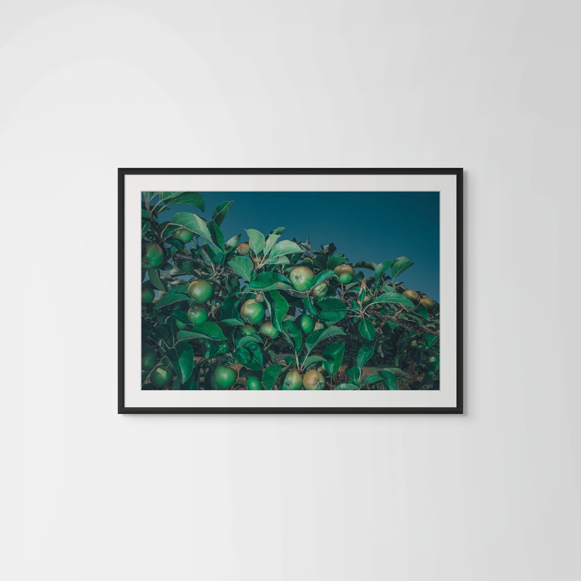 Paradise Apples, contemporary photography featuring fantastic green apples @Oana M. Baković - Fine Art Photography, 2022.