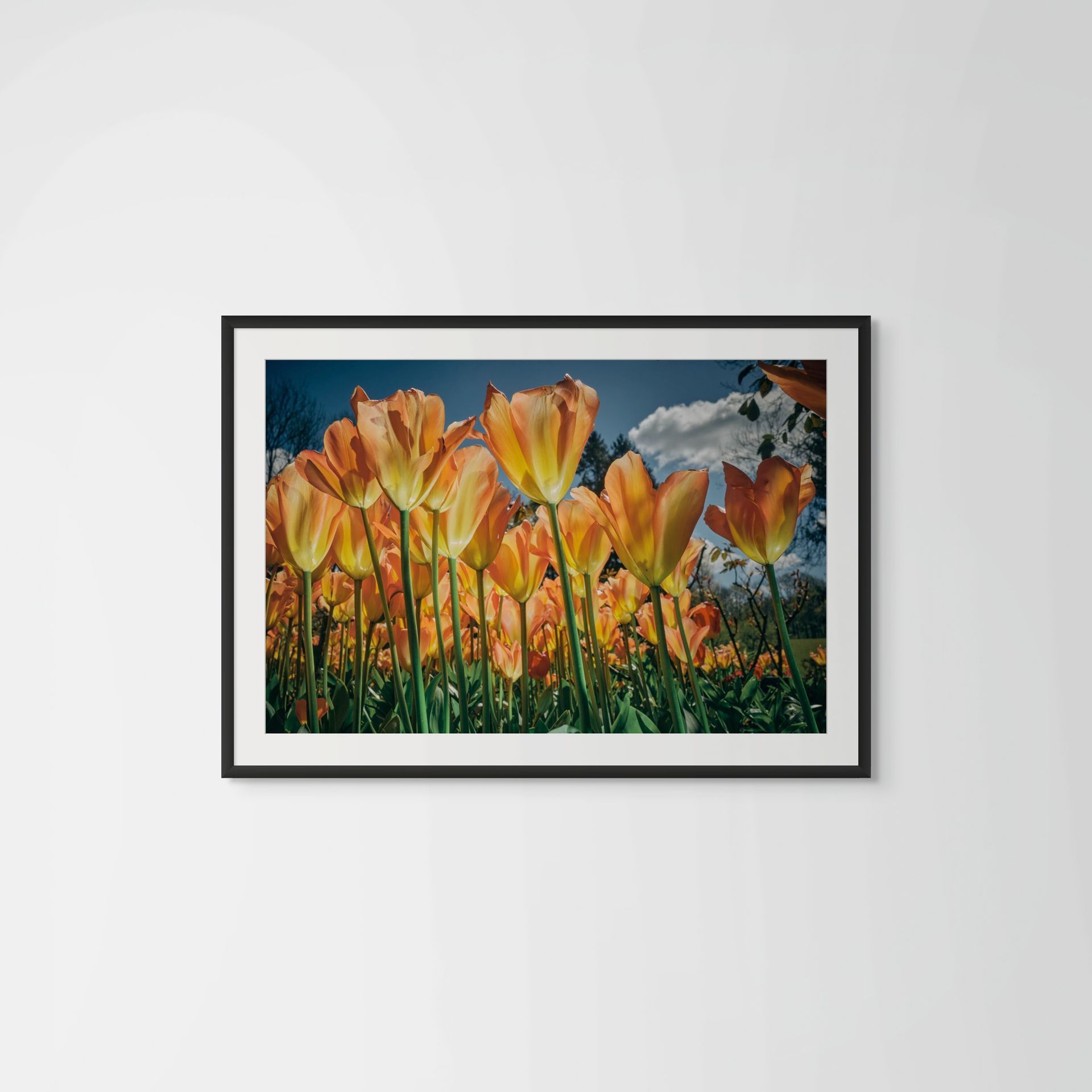 Clockwork Orange, floral photography featuring Papaver somniferum @Oana M. Baković - Fine Art Photography, Dungeness, 2022.