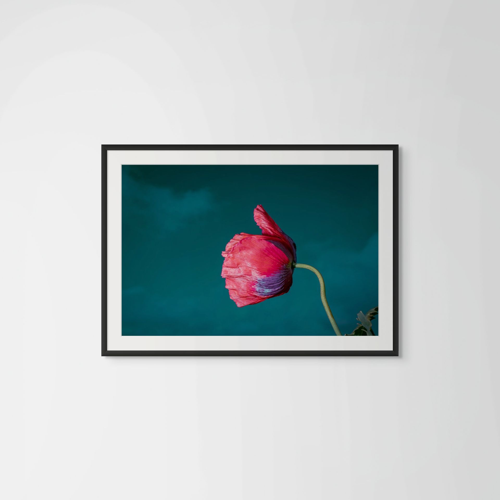 Drama Queen, floral photography featuring Papaver somniferum @Oana M. Baković - Fine Art Photography, Dungeness, 2022.