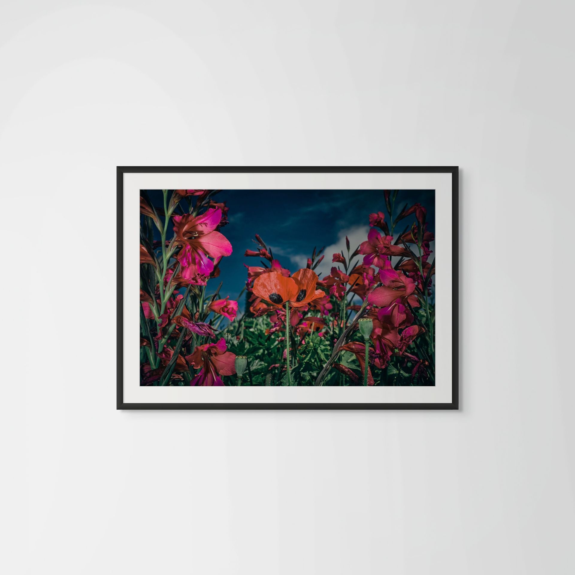 Fiesta, contemporary nature photography featuring Gladiolus communis & Papaver orientale @Oana M. Baković, 2021.