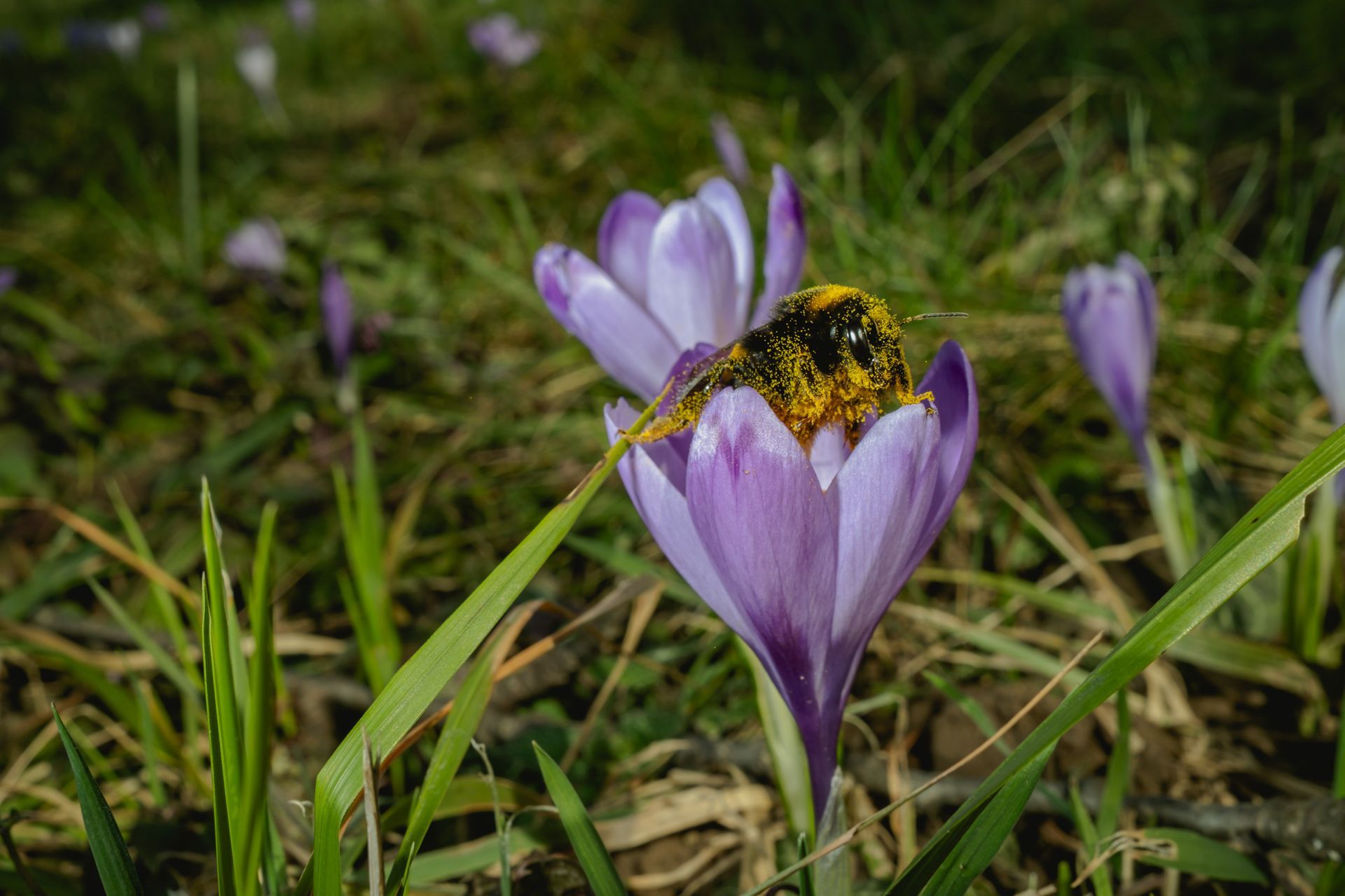 Crocus flower with a bee covered in pollen, early spring meadow, fine art nature photograph © Oana Baković, 2026.