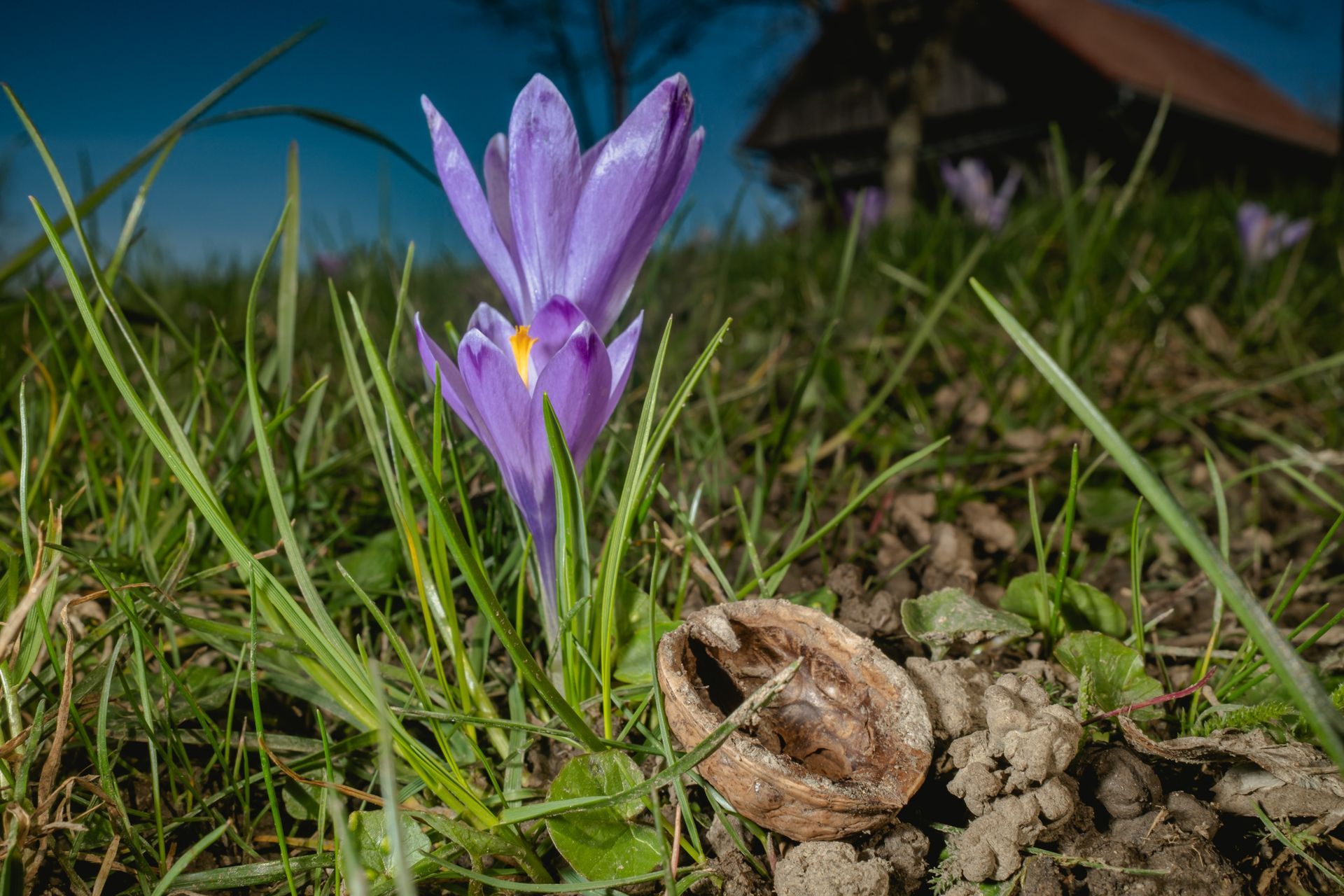 Purple crocus emerging from grass beside a fallen nutshell, early spring meadow, fine art nature photograph © Oana Baković, 2026.