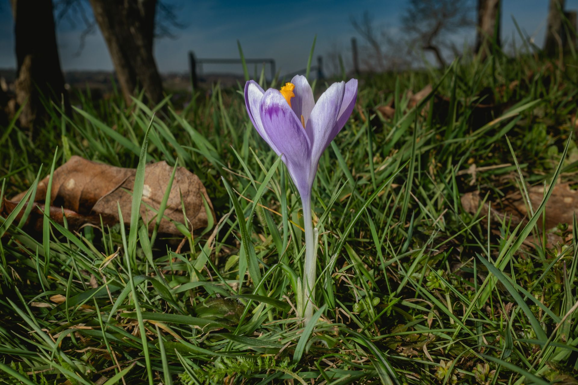 Single crocus standing in meadow grass with warm sunlight, early spring, fine art nature photograph © Oana Baković, 2026.
