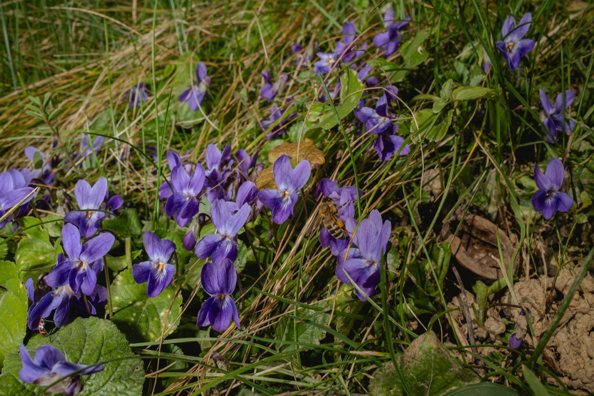 Cluster of small purple wildflowers with a bee and a small insect, early spring meadow, fine art nature photograph © Oana Baković, 2026.