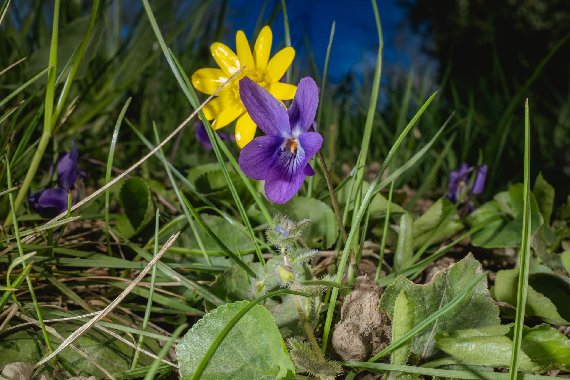 Yellow wildflower and purple violet growing side by side in grass, contrasting colours in early spring, fine art nature photograph © Oana Baković, 2026.