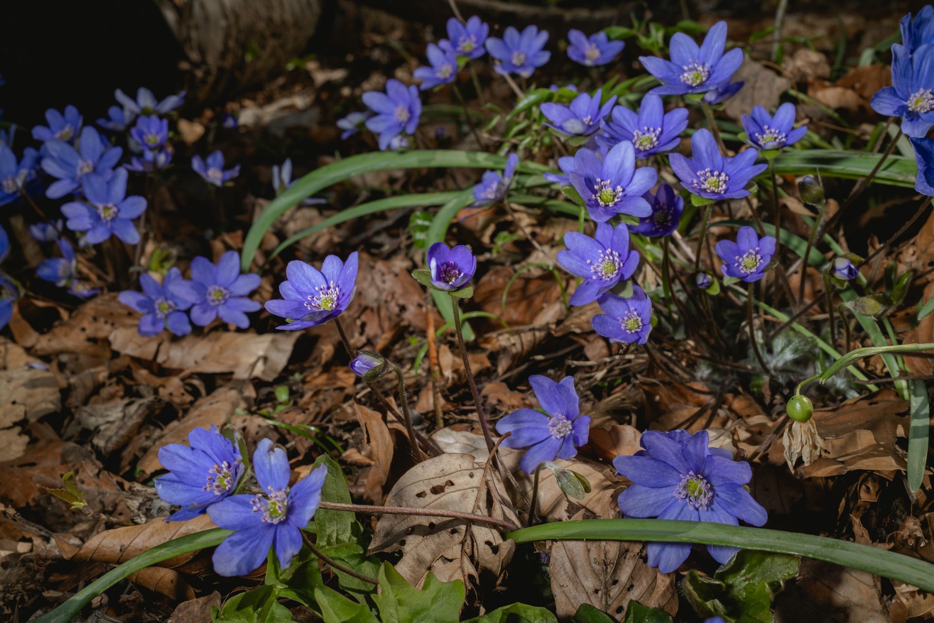 Small blue wildflowers spreading across forest floor, early spring light and leaf litter, fine art nature photograph © Oana Baković, 2026.