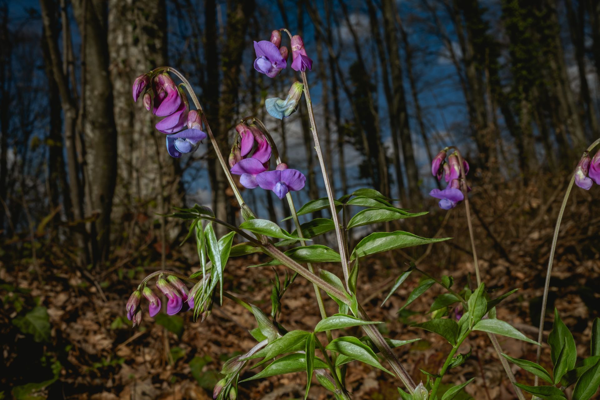 Pink and purple woodland flowers blooming among trees, early spring forest scene, fine art nature photograph © Oana Baković, 2026.
