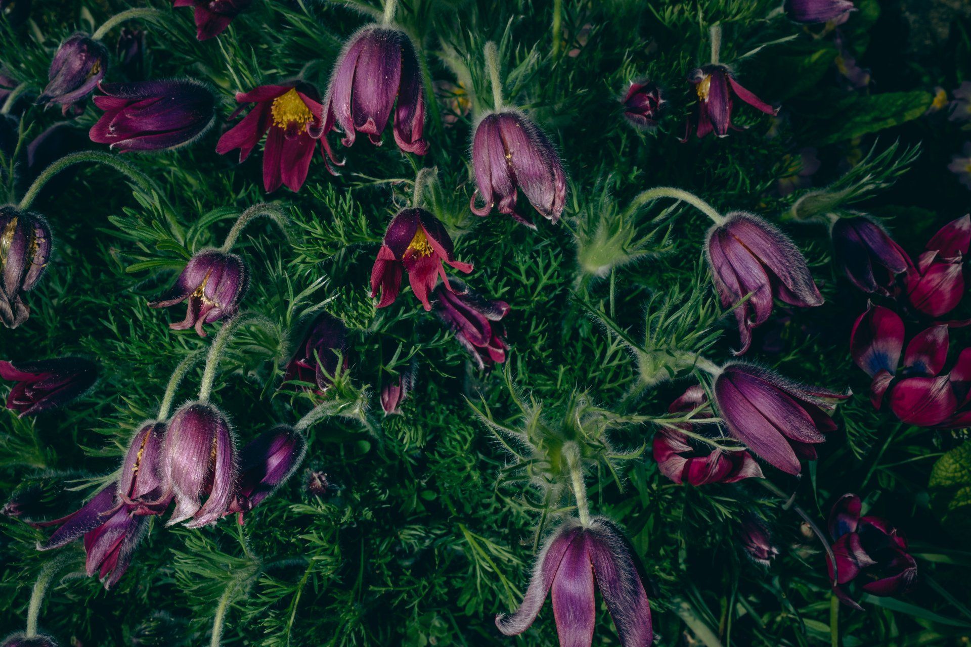 Wind Flowers, contemporary photography featuring endangered flowers, Pulsatilla vulgaris, East Sussex @Oana Baković, 2022.