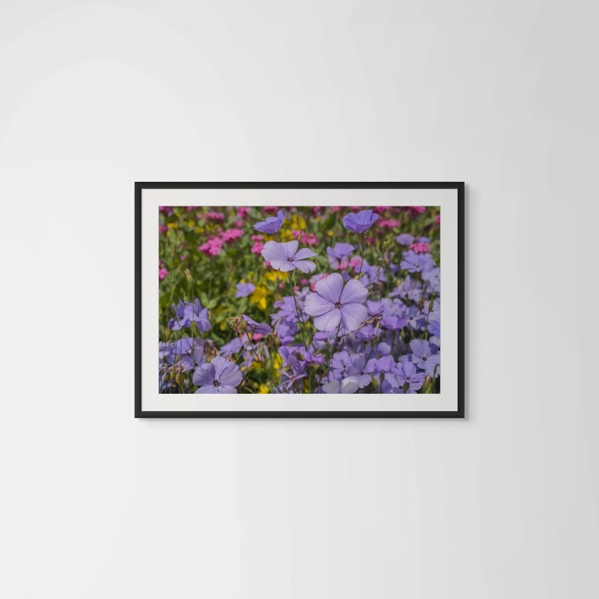Summer Dream, floral photography featuring Linum narbonense (beautiful flax) in bloom at Great Dixter. © Oana Baković, 2025.