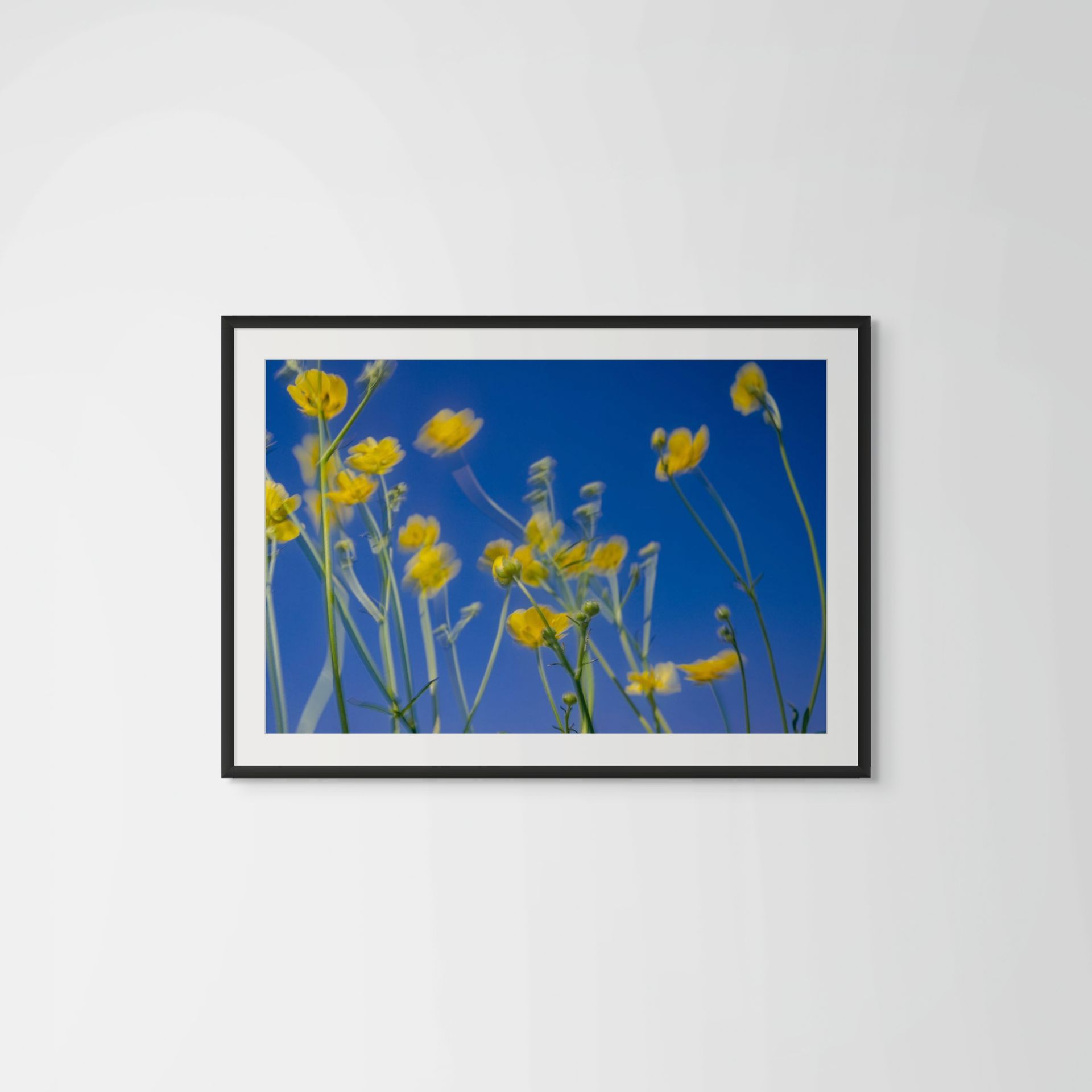 Hello Yellow, colour photography of Ranunculus acris, Spring Theory collection @Oana Baković - Fine Art Photography, 2024.