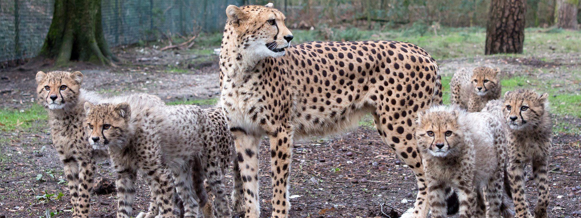 Top 10 zoos in The Netherlands