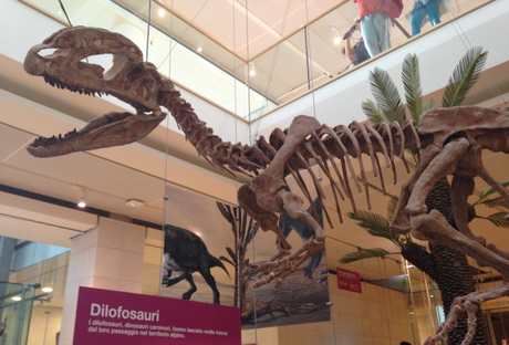 dinosauro-museo