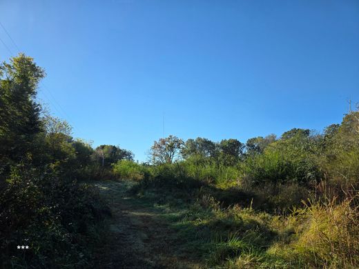 Dirt path through brush under a bright blue sky. Sunlight illuminates the greenery.