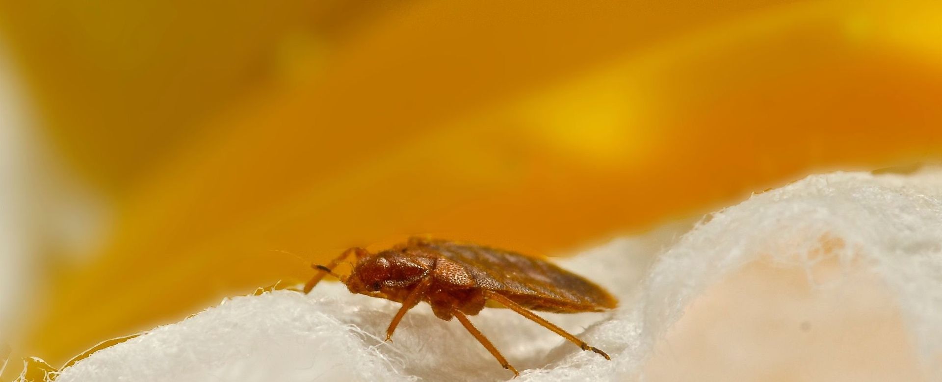 Un punaise de lit