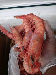 A person is holding a bunch of shrimp in their hand.