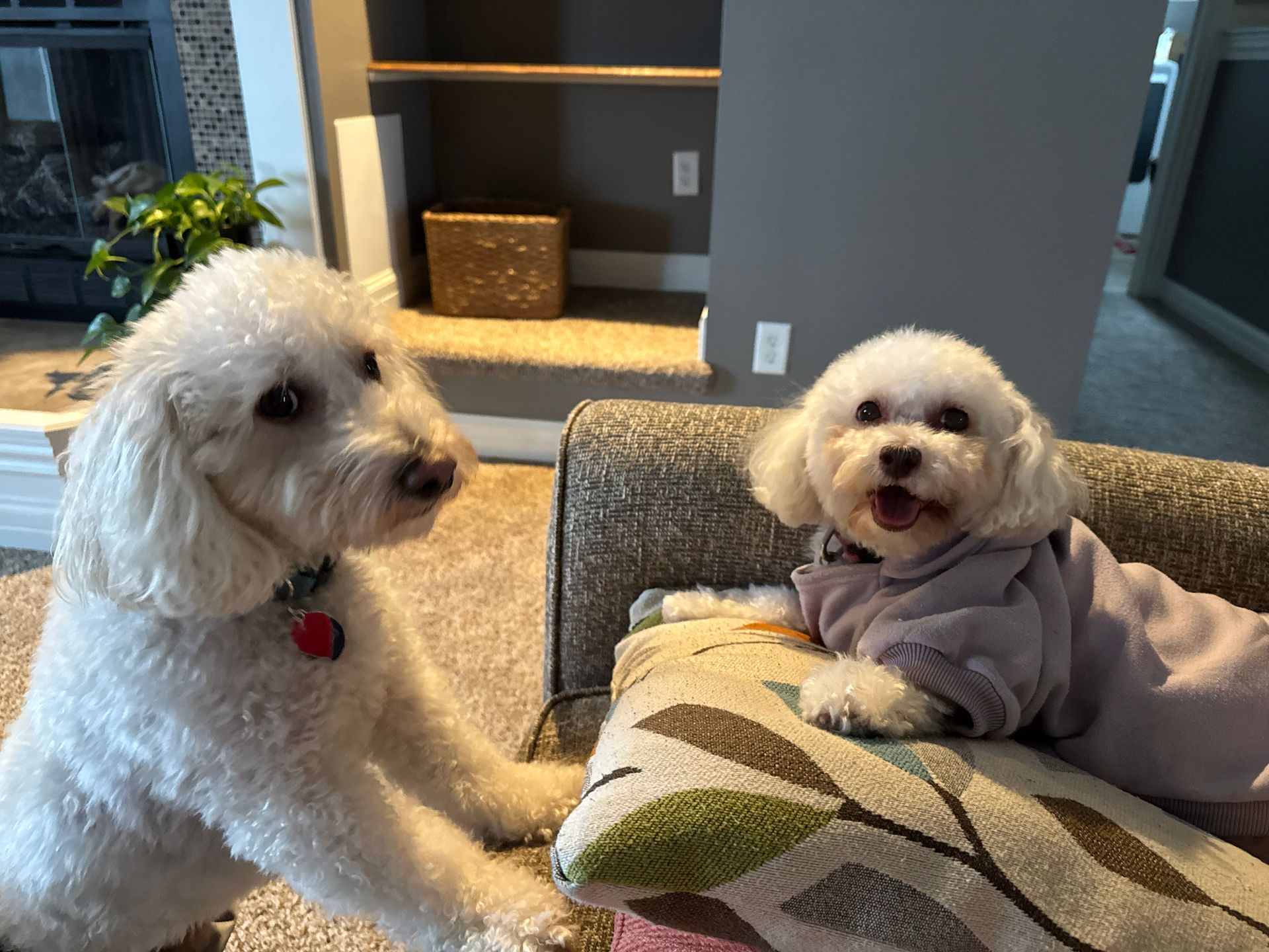 Two white dogs are standing next to each other on a couch