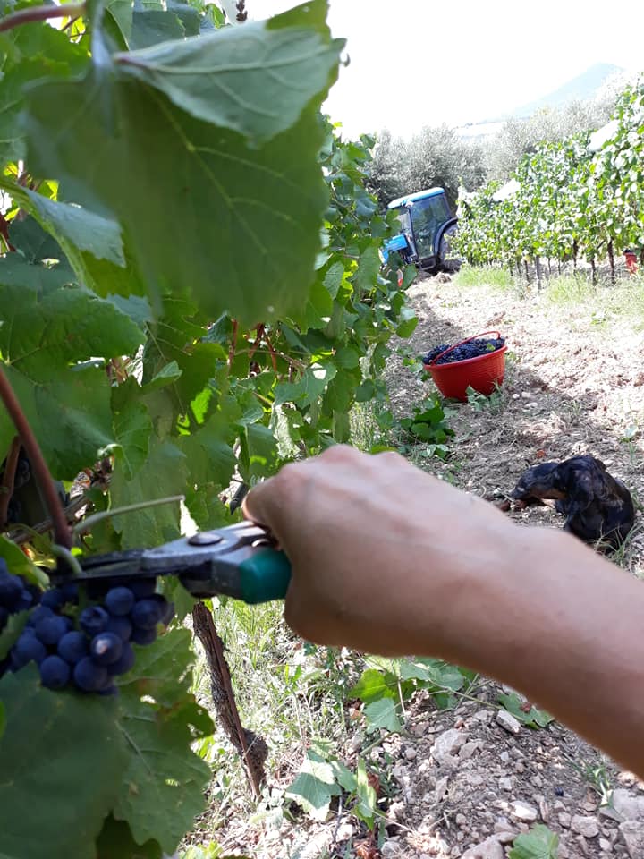 raccolta uva per vino