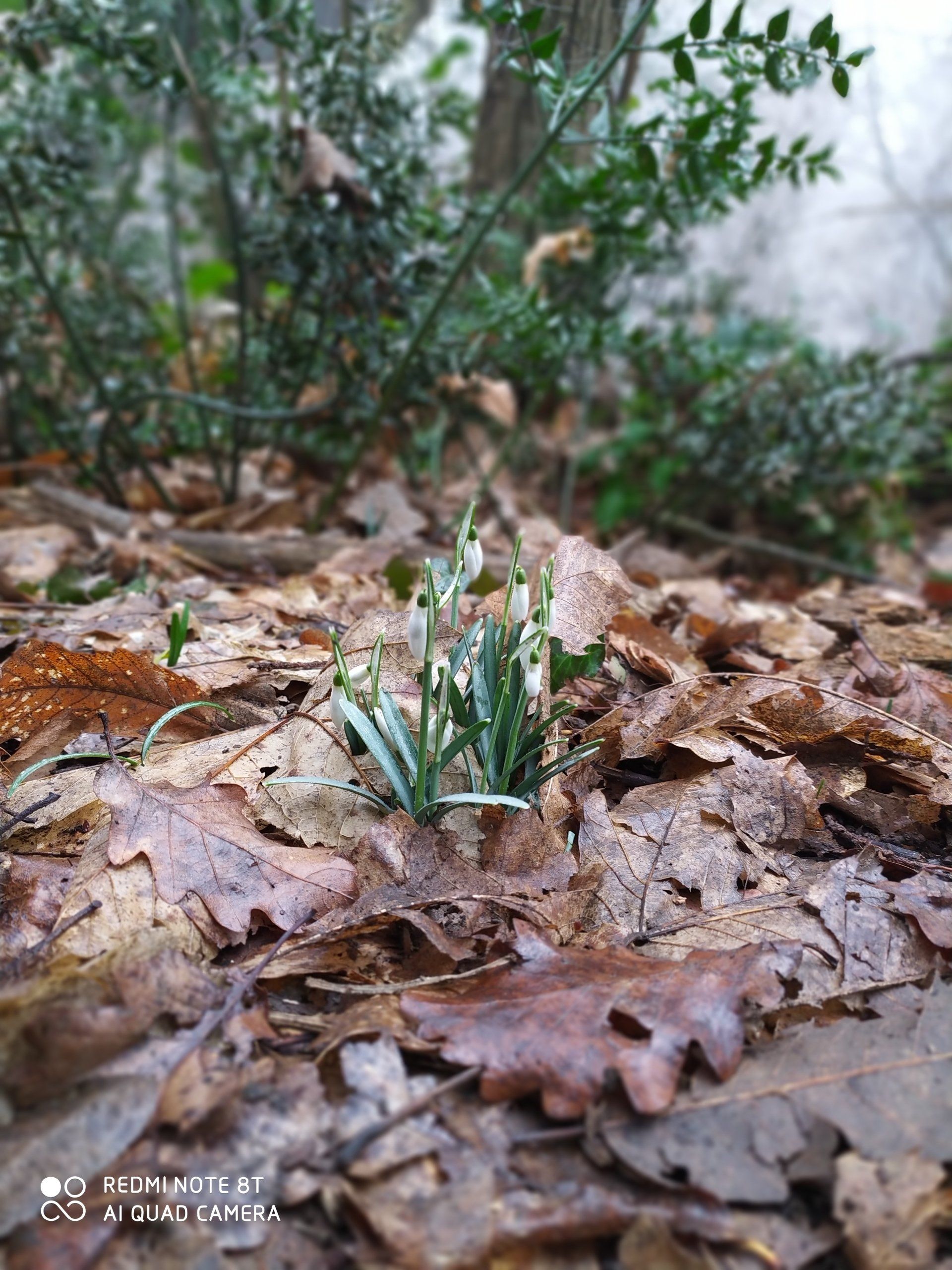 boccioli terra felice colli euganei