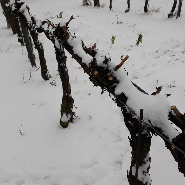 Winter-Weinberge