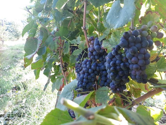 red grapes