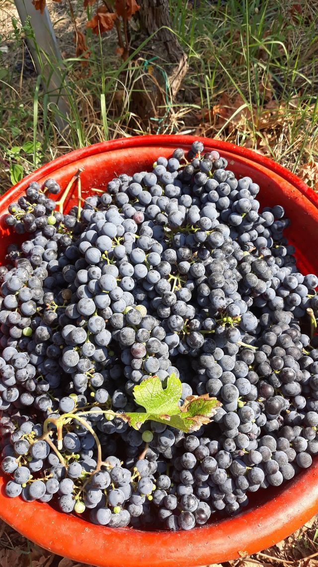 grape harvest 1