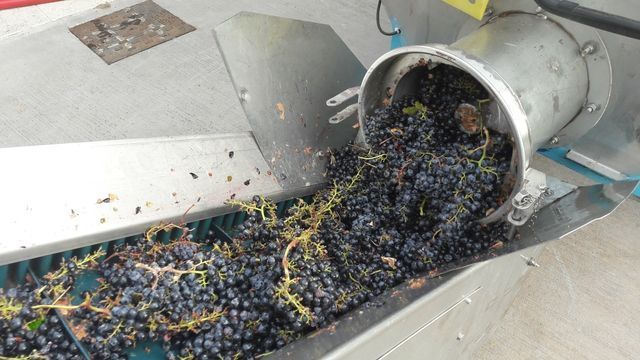 grape processing for making wine