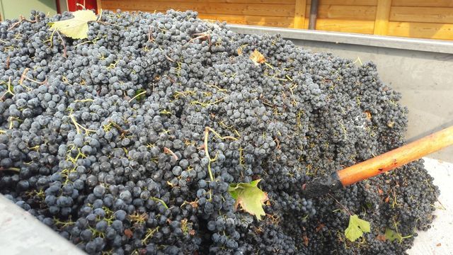red grapes harvest