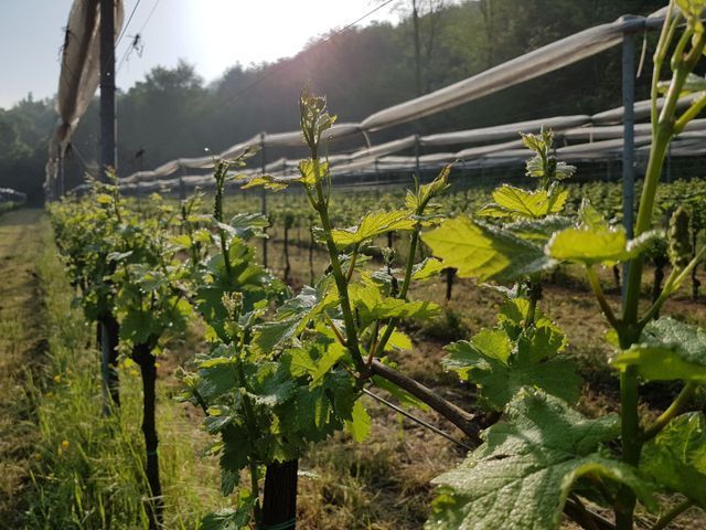 vineyards