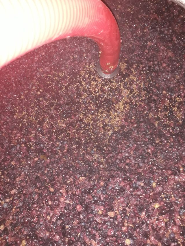 grape processing