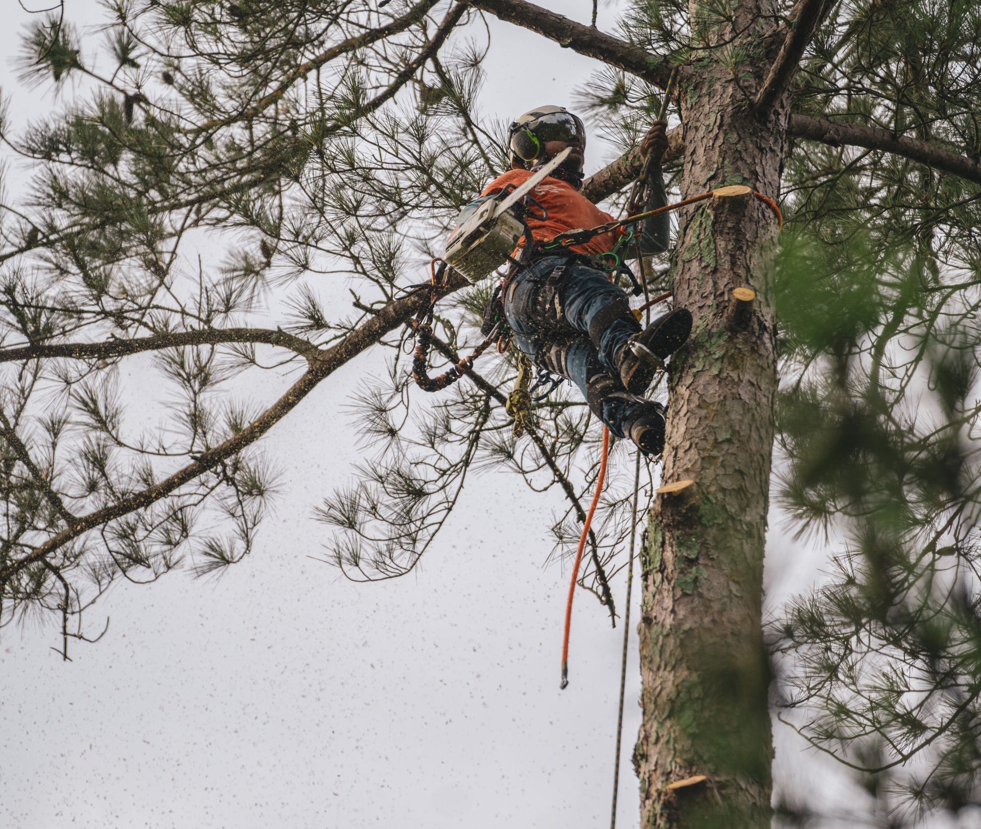 a man is cutting a tree with a chainsaw