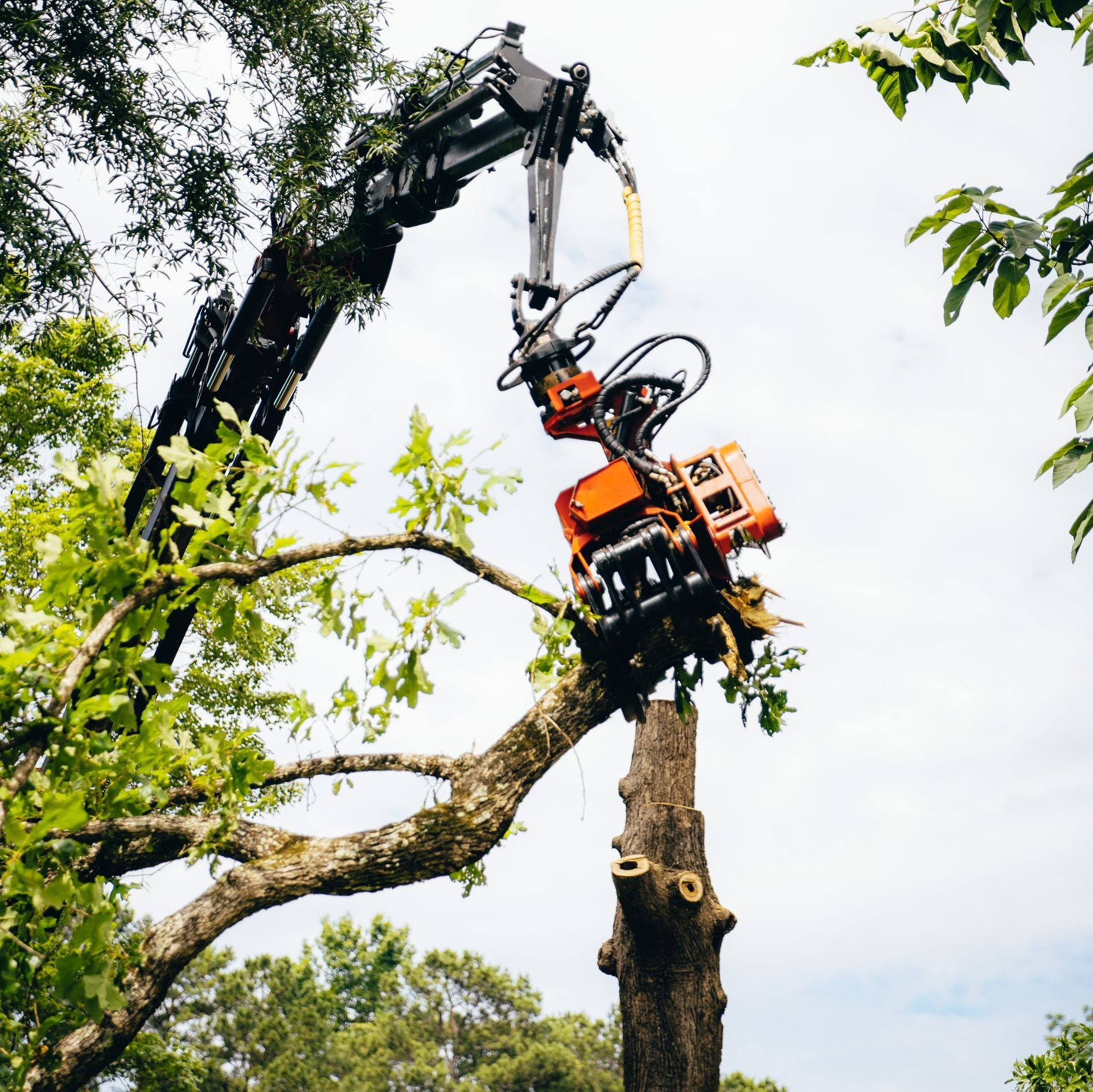 a large tree is being cut down by a crane