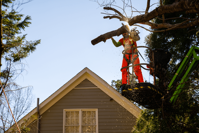 The Ultimate Guide to Tree Service in Fayetteville, GA