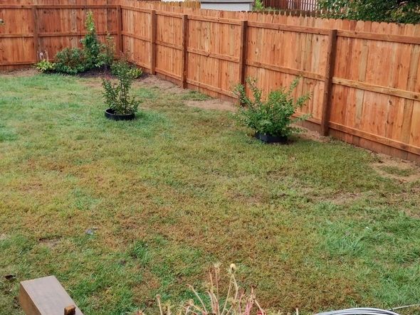 A backyard with a light brown wooden fence enclosing a grass lawn and several small green shrubs in Columbus 