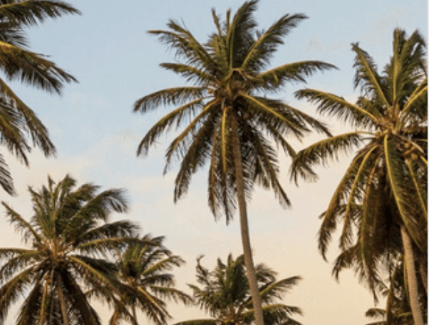 Advantages of Local Kansas City SEO