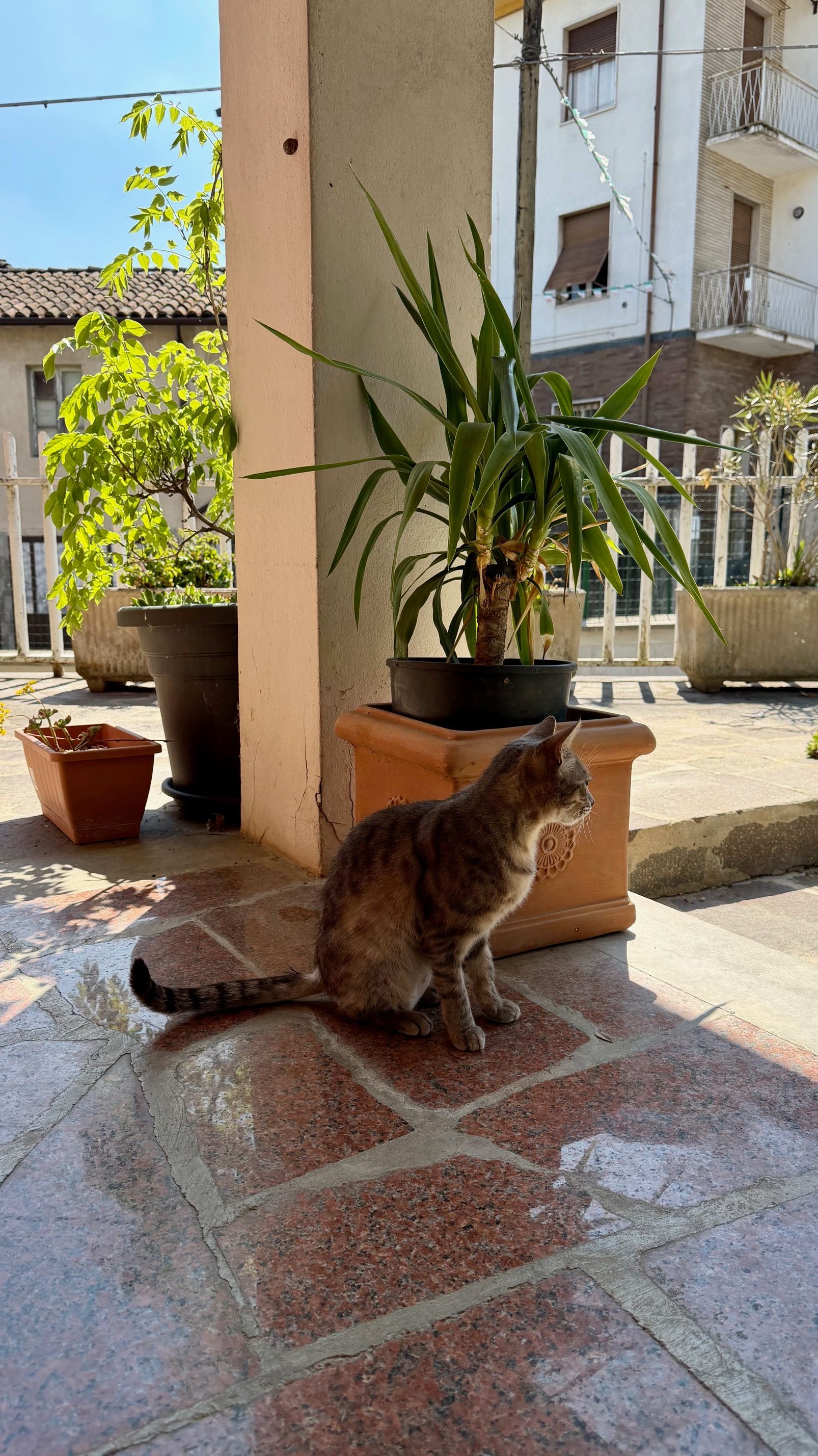 Un gatto seduto su una veranda soleggiata accanto a una pianta in vaso e a una colonna, con il cortile di un condominio sullo sfondo.