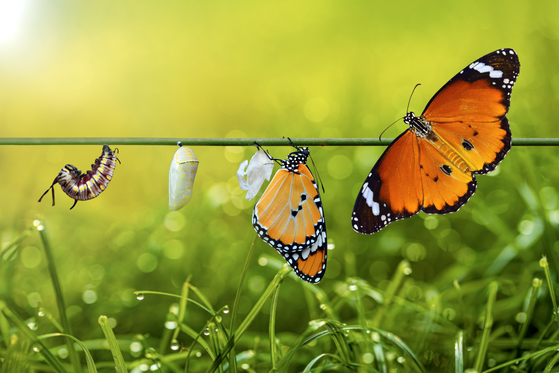 Butterfly life cycle stages: caterpillar, chrysalis, emerging butterfly, and fully formed butterfly on a green stem.