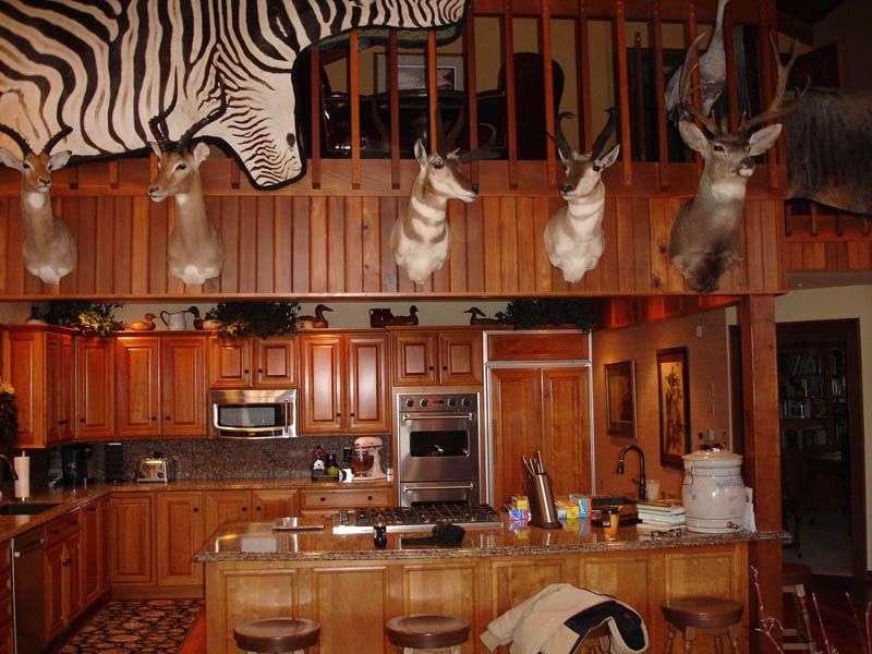 A kitchen with a zebra and deer head on the ceiling