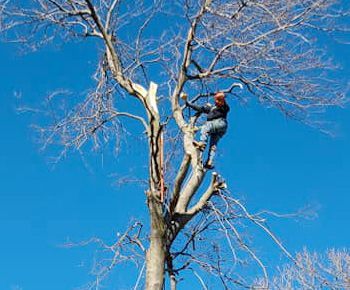 A man is climbing up a tree with a chainsaw.