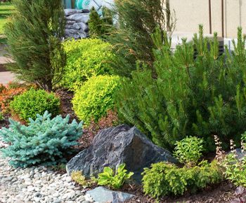 A garden filled with lots of plants and rocks.