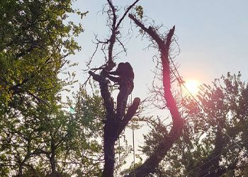 A man is climbing a tree with a chainsaw.