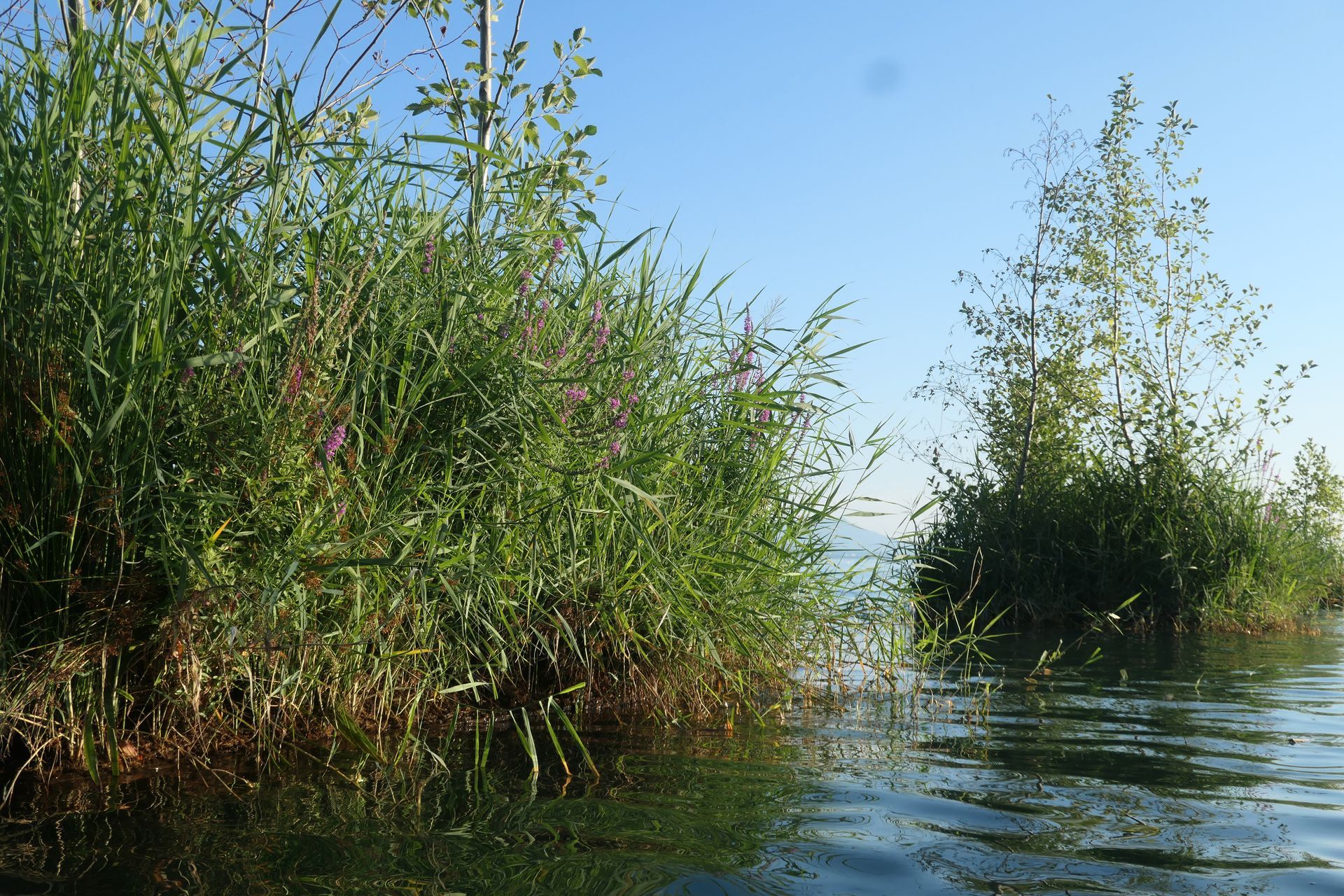 Die Inseln im August 2024 im Genfer See, der Blutweiderich blüht in rosa.