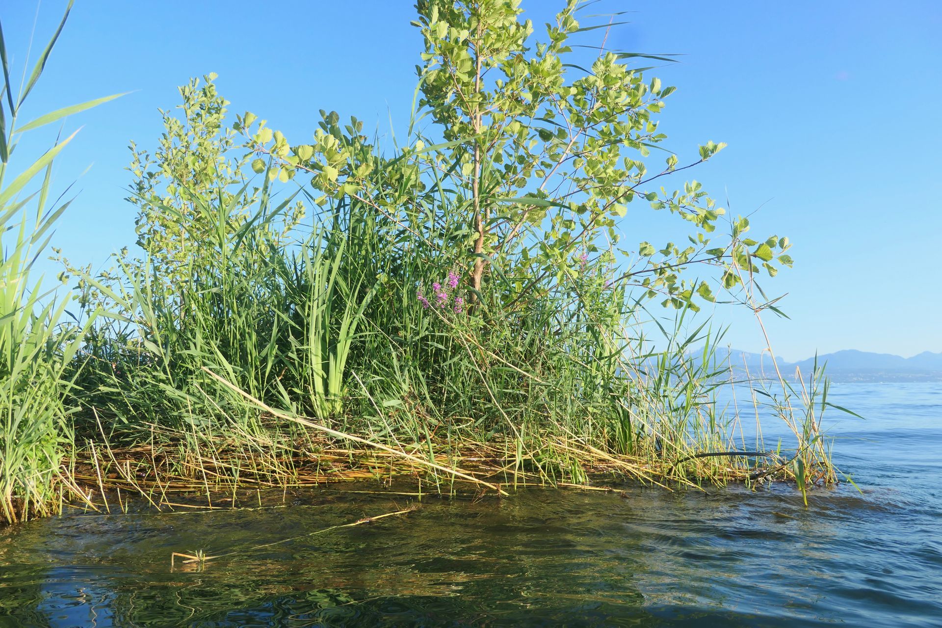 Eine der Inseln mit einem Baum, Blutweiderich, Lilien und viel Schilf im August 2024.