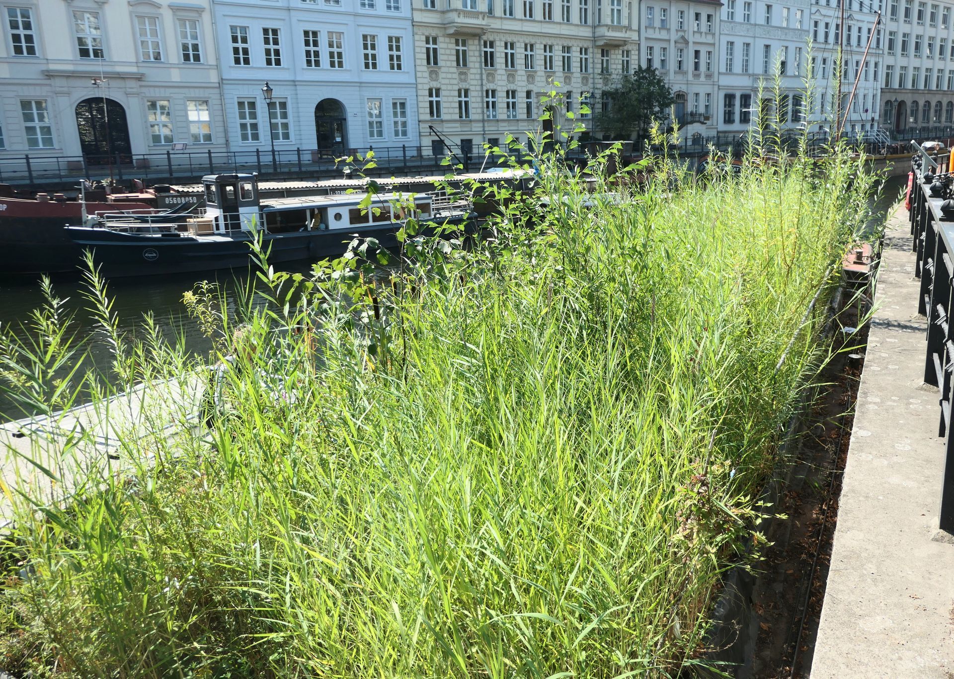 Der Frachtkahn Horst im Historischen Hafen im Sommer nach seiner Bepflanzung. Die Pflanzgefäße sind nicht mehr zu erkennen. 